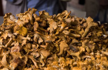 Orman mantar chanterelles piyasa ahır üzerinde