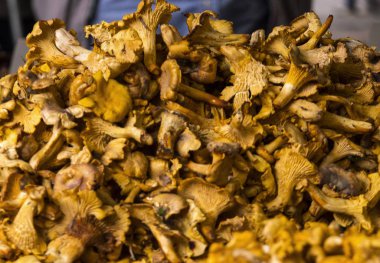 Orman mantar chanterelles piyasa ahır üzerinde