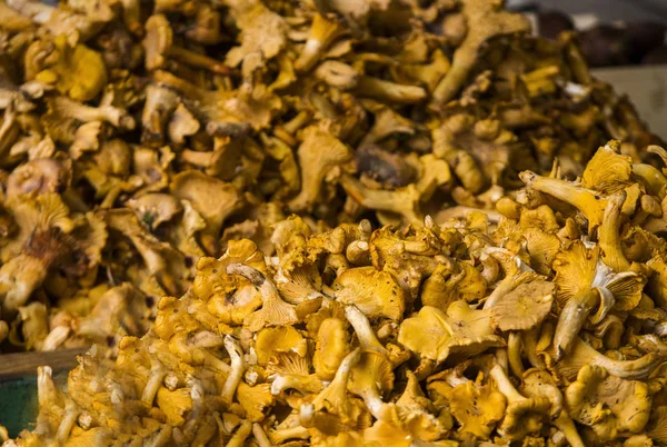 Orman mantar chanterelles piyasa ahır üzerinde