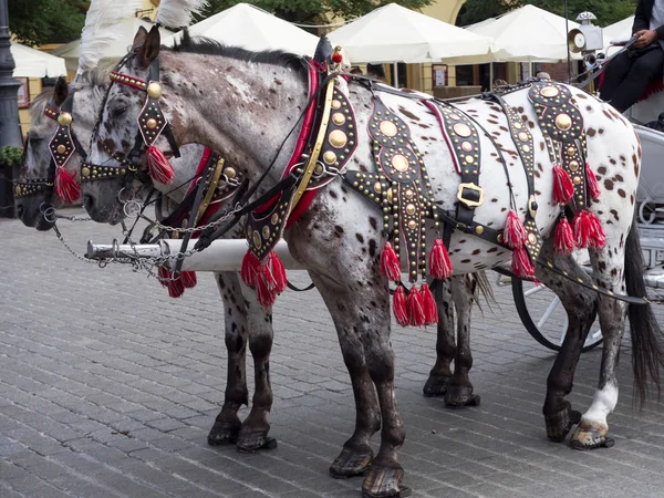 Krakow kabin pazar meydanında