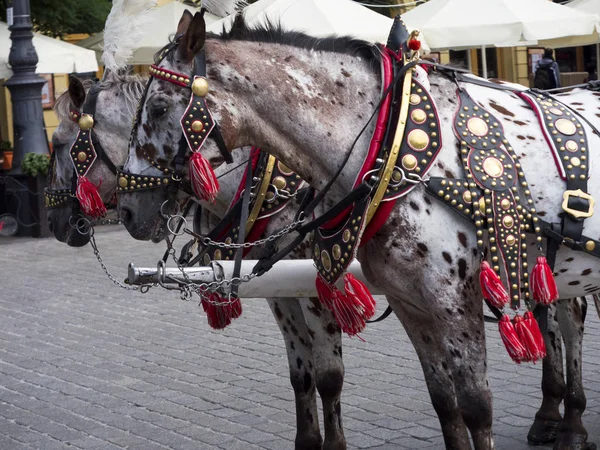 Krakow kabin pazar meydanında
