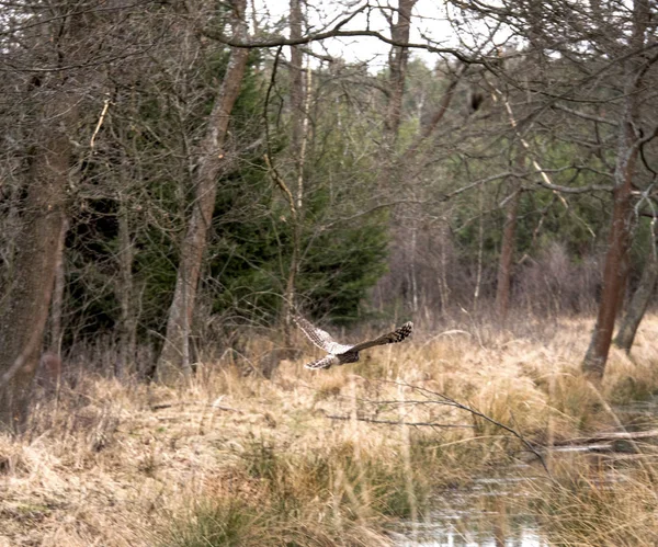 Búho en el fondo de los árboles en el bosque — Foto de Stock