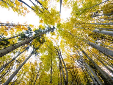 Altın yaprağı ağaçları ile sonbahar manzara
