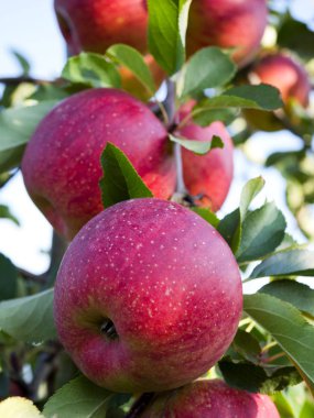 Elma olgunlaşma ile sonbahar meyve bahçesinde