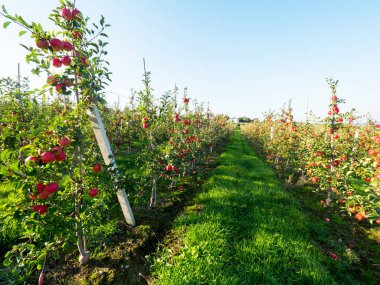 Elma olgunlaşma ile sonbahar meyve bahçesinde