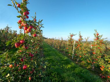 Elma olgunlaşma ile sonbahar meyve bahçesinde