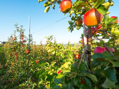 Elma olgunlaşma ile sonbahar meyve bahçesinde