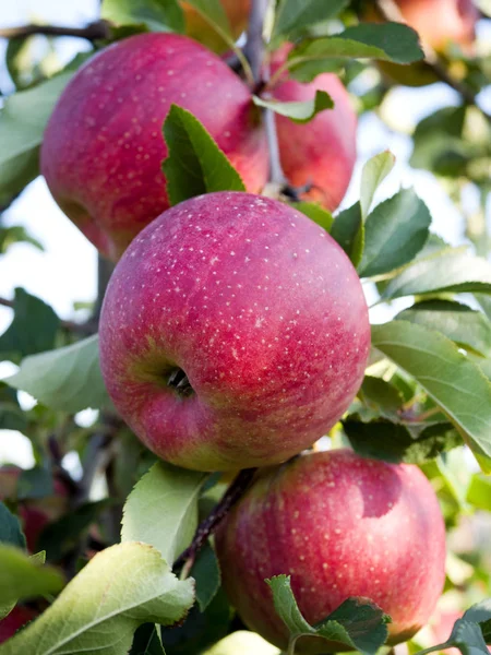 Elma olgunlaşma ile sonbahar meyve bahçesinde