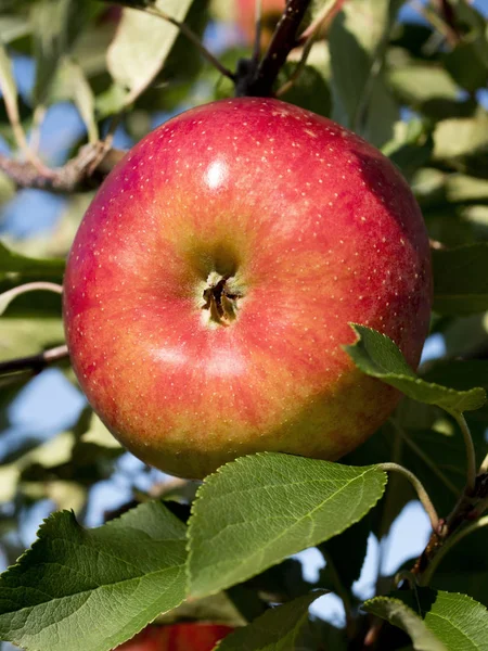 Elma olgunlaşma ile sonbahar meyve bahçesinde