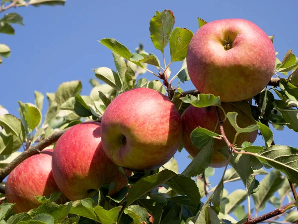 Elma olgunlaşma ile sonbahar meyve bahçesinde