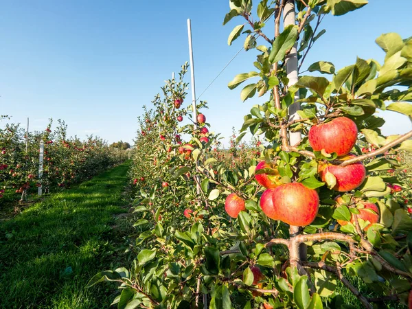 stock image In the autumn orchard with ripening apples