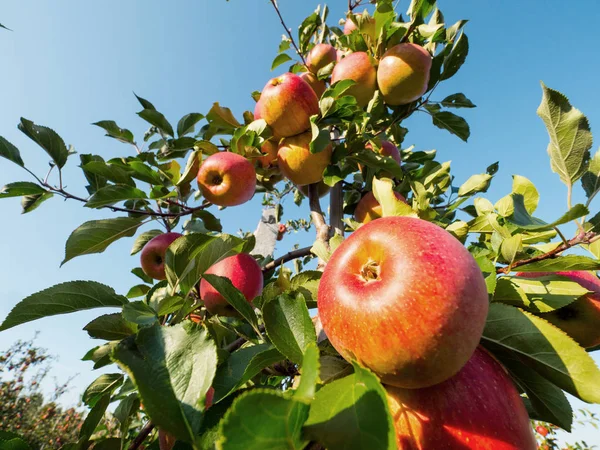 Elma olgunlaşma ile sonbahar meyve bahçesinde