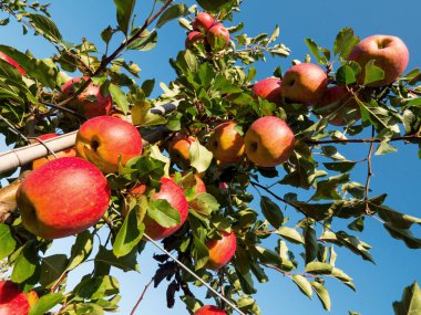 Elma olgunlaşma ile sonbahar meyve bahçesinde