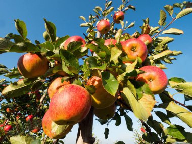 Elma olgunlaşma ile sonbahar meyve bahçesinde