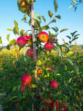 Elma olgunlaşma ile sonbahar meyve bahçesinde