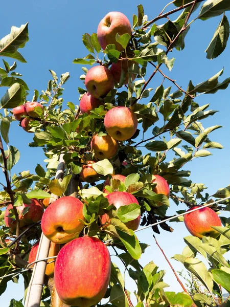 Elma olgunlaşma ile sonbahar meyve bahçesinde