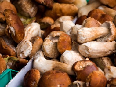 Bir pazar ahır bir coşkulu orman mantarlar