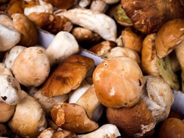 Bir pazar ahır bir coşkulu orman mantarlar