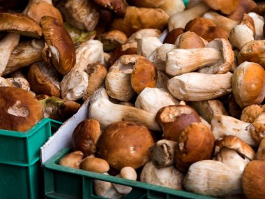 Bir pazar ahır bir coşkulu orman mantarlar