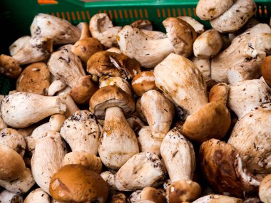 Bir pazar ahır bir coşkulu orman mantarlar