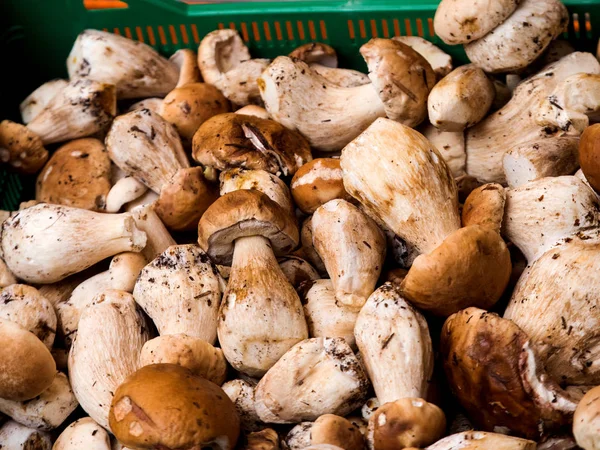 Bir pazar ahır bir coşkulu orman mantarlar