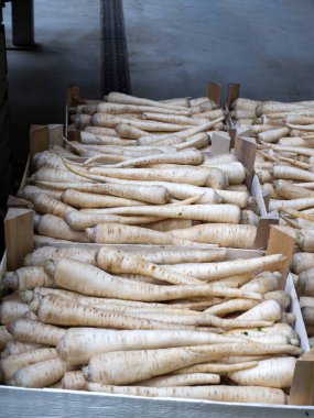 Beyaz maydanoz sarılmış bir toptancı sebze