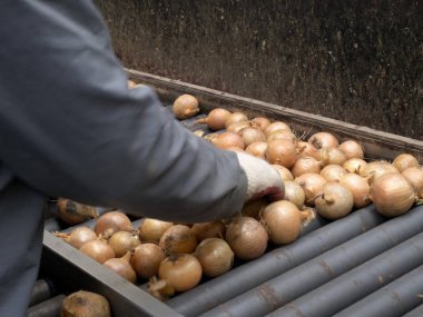 Sıralama ve toptan sebze ambalaj