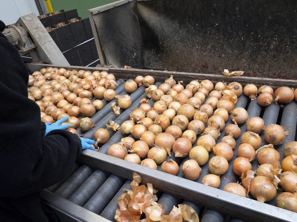 Sıralama ve toptan sebze ambalaj