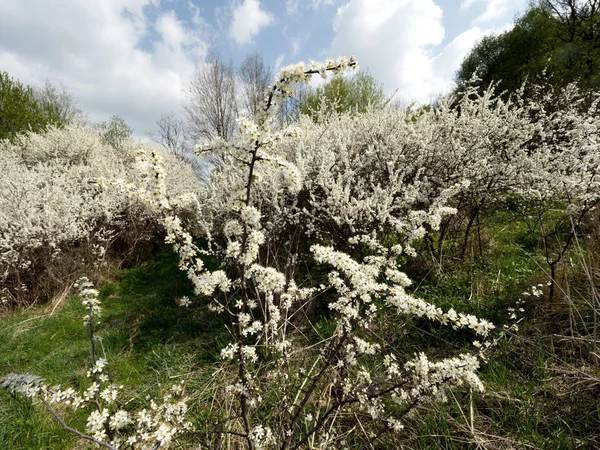 Des Buissons Pittoresques Pruniers Sauvages Fleurissent Sur Les Pentes — Photo