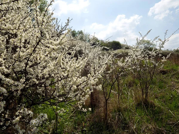 在山坡上盛开的野李子树风景如画的灌木丛 — 图库照片