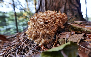 Oturma çamı (Sparassis crispa) farklı görünümlü yenilebilir mantar