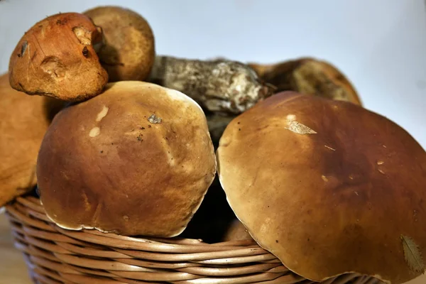 Champiñones Maduros Recién Recogidos Cesta — Foto de Stock