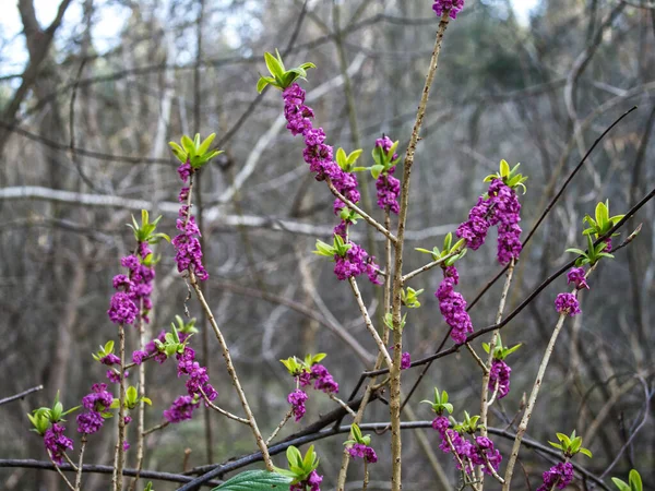 Début Printemps Loup Wawrzynek Daphne Mezereum Avec Une Odeur Aromatique — Photo