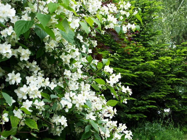 Lieux Charme Ancien Jardin Jour Printemps Avec Des Buissons Fleurs — Photo