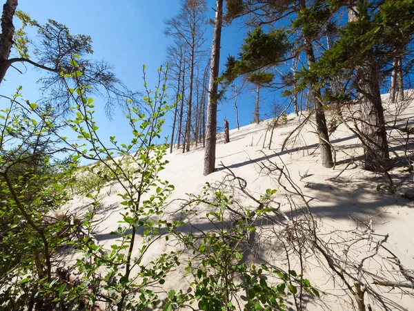 ポーランドの海岸の中央部に位置する動く砂丘のあるスノースキー国立公園 — ストック写真