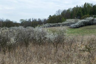 Blackthorn (Prunus spinosa L.), ilkbaharın başlarında büyük ölçüde çiçek açar ve güzel vahşi bir manzara aksanı yaratır.