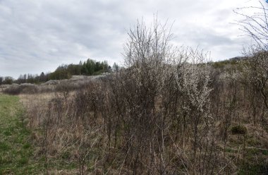 Blackthorn (Prunus spinosa L.), ilkbaharın başlarında büyük ölçüde çiçek açar ve güzel vahşi bir manzara aksanı yaratır.