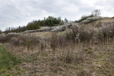 Blackthorn (Prunus spinosa L.), ilkbaharın başlarında büyük ölçüde çiçek açar ve güzel vahşi bir manzara aksanı yaratır.