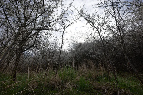 黑荆棘 Prunus Spinosa 在早春盛开 营造出美丽的野性山水口音 — 图库照片