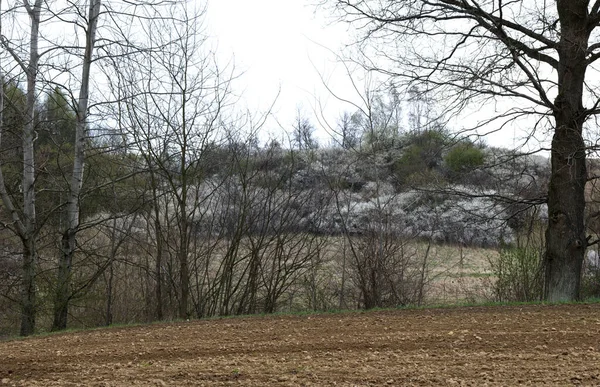 Blackthorn Prunus Spinosa Floresce Maciçamente Início Primavera Criando Belo Sotaque — Fotografia de Stock