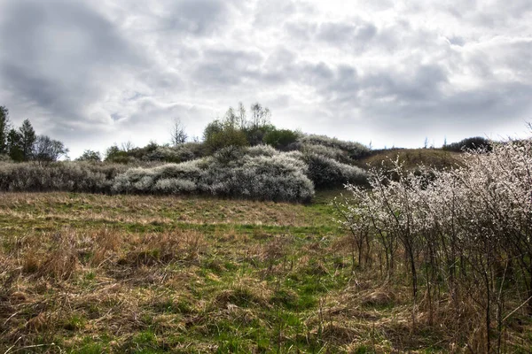 Blackthorn Prunus Spinosa Floresce Maciçamente Início Primavera Criando Belo Sotaque — Fotografia de Stock