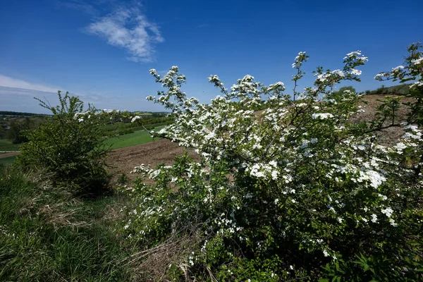 Cenário Primavera Campos Com Arbustos Espinheiro Profusamente Florescentes — Fotografia de Stock