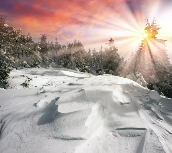 Aurora rosa de invierno — Foto de Stock