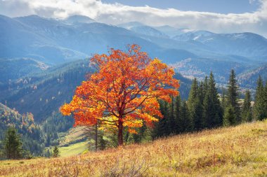 Bir yalnız Akça ağaç