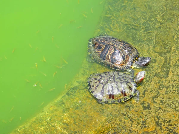 Een paar van de schildpad — Stockfoto