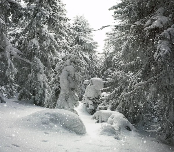 Besneeuwde bos in de Karpaten — Stockfoto