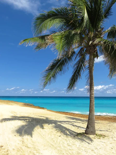 Una palmera alta junto al océano — Foto de Stock