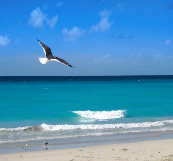 Einzelne Möwe fliegt über das Meer — Stockfoto