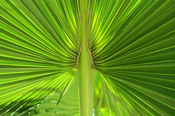 Green life leaf — Stock Photo, Image
