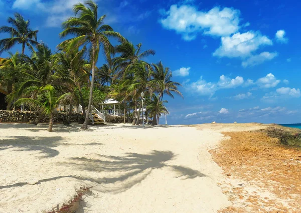 Palmeras y sombras — Foto de Stock